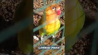 lovebird berjemur di pagi hari