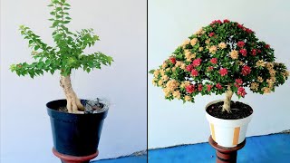 Penata'an cabang bahan bonsai bougenville episode:3