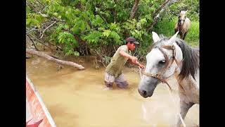 Como abordar un caballo (pasar una fuente de agua crecida y correntosa)