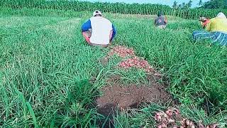 P arik panen bawang merah desa Wonorejo Situbondo