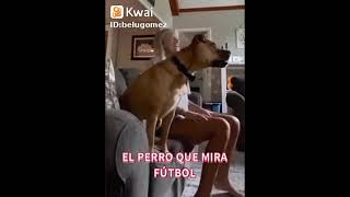 el perro que mira televisión 🤣🤣🤣🤣