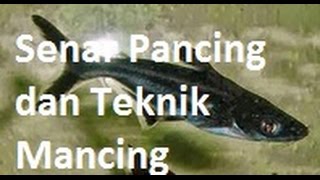 Tips Memilih Senar Pancing dan Teknik Mancing