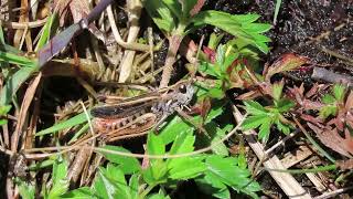 Mottled Grasshopper on Rathlin Island