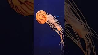 Jellyfish dance