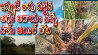 palm oil garden for sale land for sale West Godavari land real estate Royal Real Estate TV