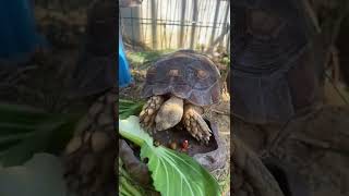 Crunchy tortoise