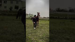 Atları sevelim 🏇