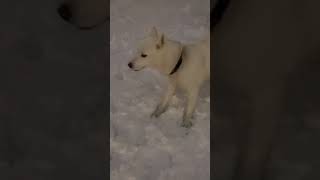 Playing with Pinot the husky in snow #toronto #ontario #canada