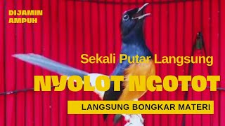 Murai Batu Pancingan Paling Ampuh Menaikan Emosi Murai Batu