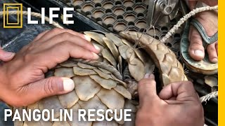 Rescuing injured pangolins and bringing them back to life | Animal rescue compilation