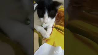 Arabian cat so cute 🤩 #shorts #ytshorts #viral #arabian #cat #cute #trending