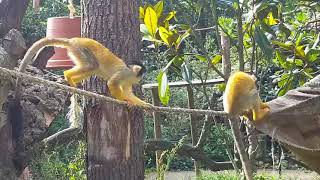 Meet The Squirrel Monkeys / ZSL London Zoo