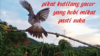 suara pikat burung kutilang gacor||cocok sekali buat mikat