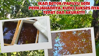 SENI PEMIJAHAN IKAN BETOK/PAPUYU, KUNCI DAN RAHASIA ADA DI INDUKKAN NYA!!!