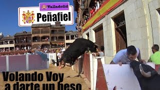 💋 Besa al toro y el toro SALTA LA VALLA en Peñafiel