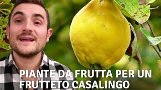 10 MIGLIORI PIANTE DA FRUTTO PER UN FRUTTETO CASALINGO