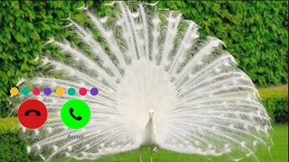 WHITE PEACOCK DANCE /New Arabic Ringtone 2021