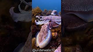 Have you ever seen mating cuttlefish Australian Giant Cuttlefish mate in a cuddly head to head embra