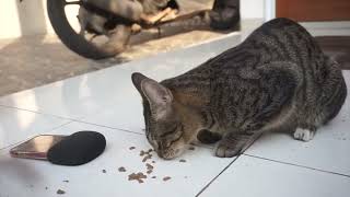 Pakan Kucing