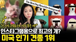 미국에서 최근 가장 인기 폭발하는 그 견종? 10년간 830% 증가! 수의사가 말하는 인스타그램에서 가장 핫한 견종 순위의 진실  (Feat.단두종, 불독, 프렌치불독, 유전병)