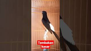 tembakan kasar burung murai batu