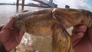 OHIO RIVER BANK  FISHING 6-12-21 flathead