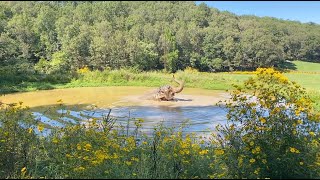 The Elephant Sanctuary | Billie Plays in the Pond