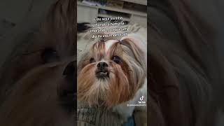 #vidadecachorro#doganimal#dogfeliz #animal #vlog #dogfeliz