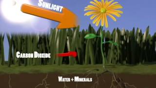 Photosynthesis Process