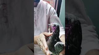 humar पट्ठा #shorts #viral #pigeon #nafeespigeon