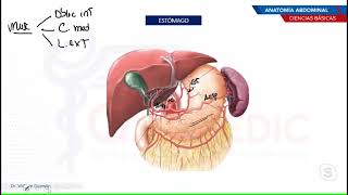 Anatomia abdominal- Ciencias basicas