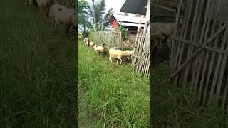 Ternak kambing || kumpulan domba komplit #shorts