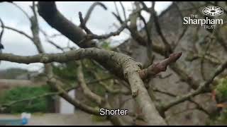 How to prune fruit trees in winter