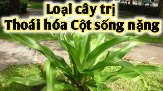 Bài thuốc trị Xẹp đĩa đệm, thoái hóa cột sống, trị phì đại tuyến tiềnliệt, trĩ ngoại. PHAN HẢI Vlog