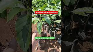 jual bibit kopi arabica wa085647605995