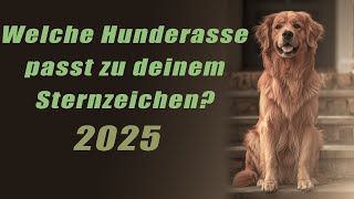 Welche Hunderasse passt zu deinem Sternzeichen? Hunderassen-Horoskop 2025!  Horoskope/Sternzeichen