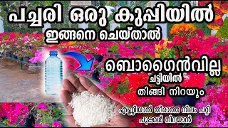 വെറും പത്തുദിവസം മതി ബോഗൈൻവില്ലേ തിങ്ങി നിറയാൻ /poppy vlogs/malayalam