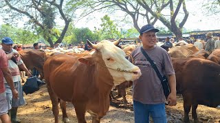 14500‼️ DORO SIMENTAL SUPERR || Sasi Sello Masih Sepi Pembeli || Pasar Jatirogo