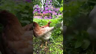 5 Breeds of Chicks Learning to explore. #freerangechickens