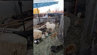 Rabbits & Great Pyrenees #urbanfarming #backyardrabbitry #cuteanimals #rabbitcolony #rabbit