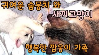 귀여운 새끼고양이 솜뭉치 시루와 천방지축 고양이 힐링 영상