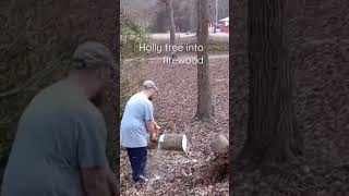 old holly tree turned into firewood