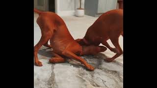 Vizsla vizsla play fight its love really