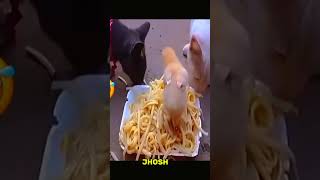 My stingy cats😂😂#funny #funnypets #moodbooster #comedy #funnyshort#shorts