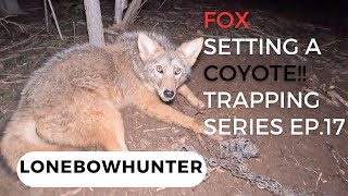 FOX TRAPPING A COYOTE!!