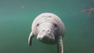 Dugong | inspirasi putri duyung #video #animals #wildlife