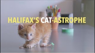 Halifax's Cat Astrophe