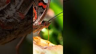 Butterfly drinks juice out of a fruit #butterfly #shorts #reels #macro