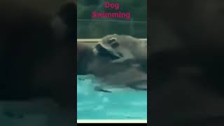 Dog Funny Swimming