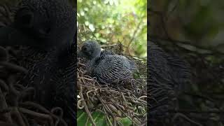 Nemu anak burung Punai #satwa #animals #pigion #punaitanah